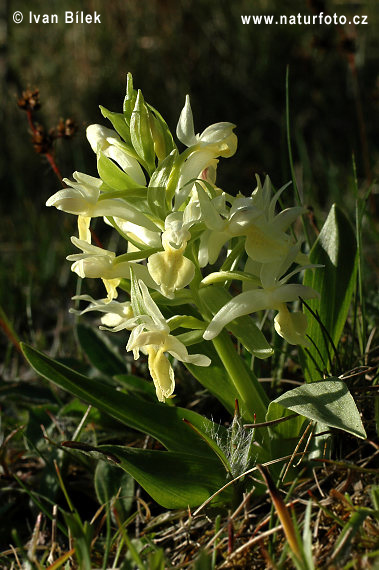 Orchide sambucina