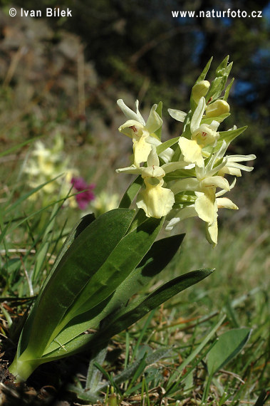 Orchide sambucina