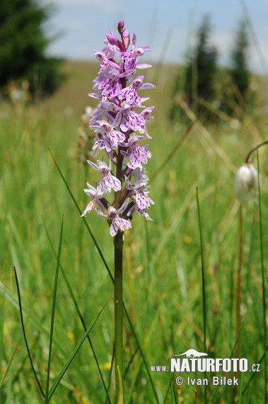 Orchidea di Fuchs