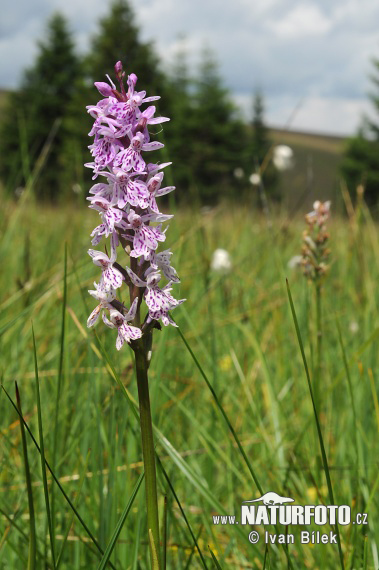 Orchidea di Fuchs