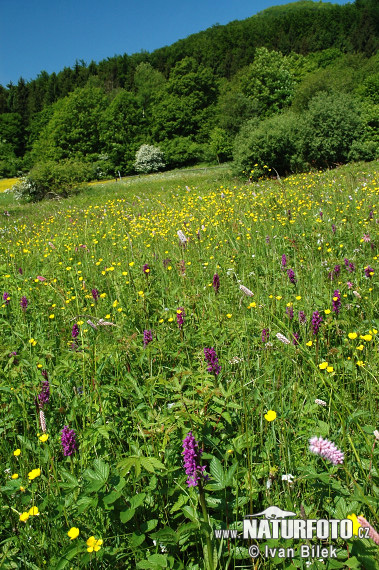 Orchidea di maggio