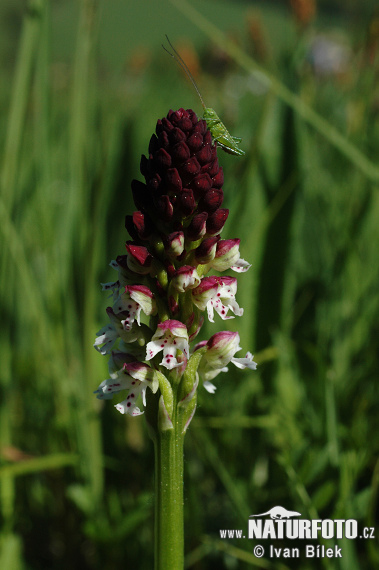 Orchis brûlé