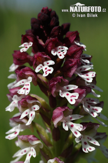 Orchis brûlé