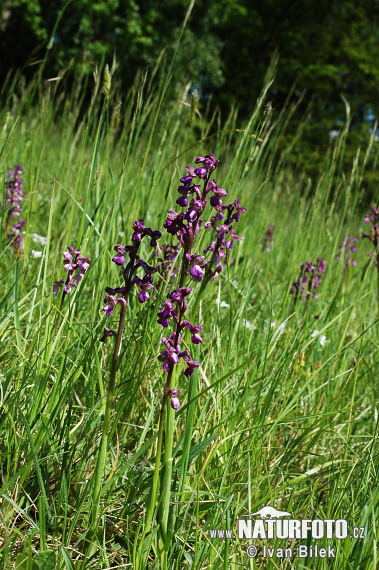 Orchis morio