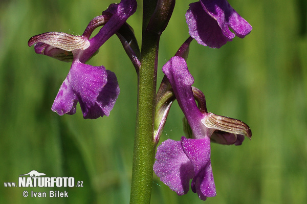 Orchis morio