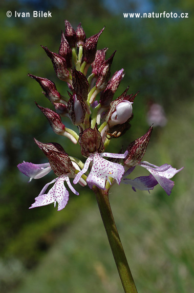 Orchis pourpre