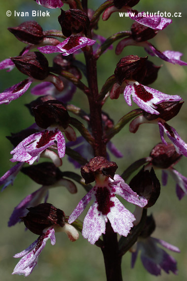 Orchis pourpre