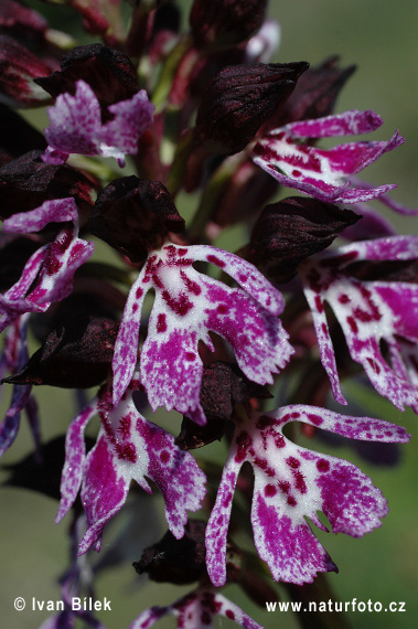 Orchis pourpre