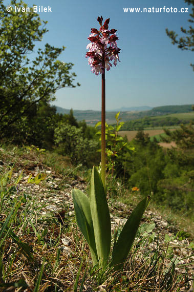 Orchis purpurea