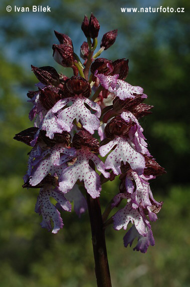 Orchis purpurea