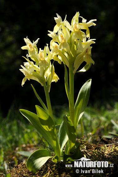 Orchis sureau