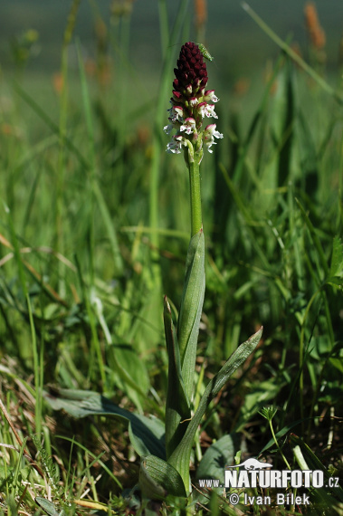 Orchis ustulata