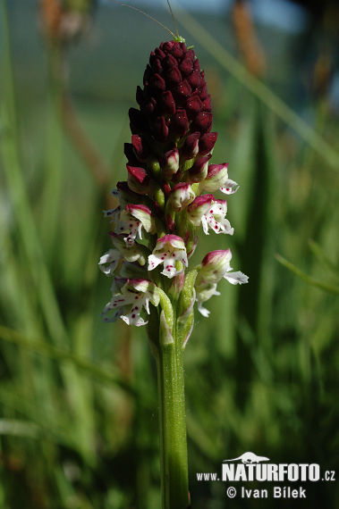 Orchis ustulata