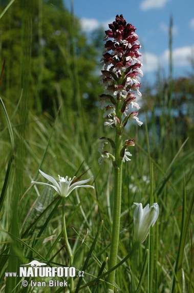 Orchis ustulata