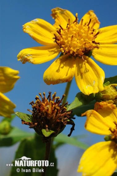 oreopsis bidens L. S