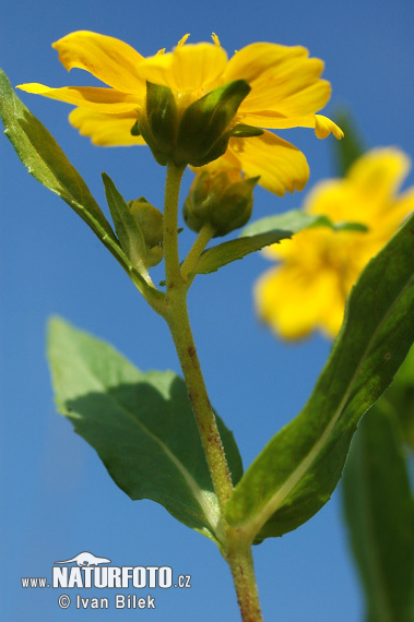 oreopsis bidens L. S