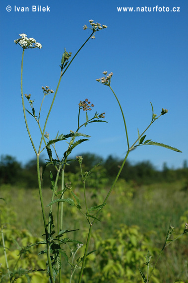 orilis anthriscus L. C. C. Gmel.