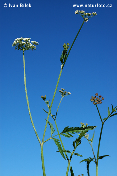 orilis anthriscus L. C. C. Gmel.