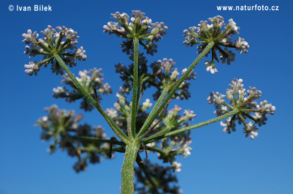 orilis anthriscus L. C. C. Gmel.