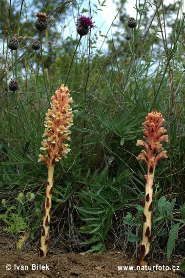 Orobanche elatior