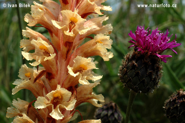 Orobanche elatior