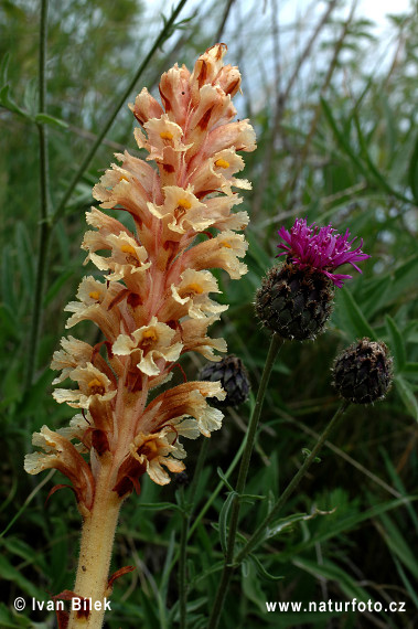 Orobanche élevée