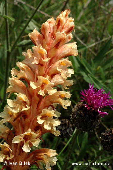 Orobanche élevée