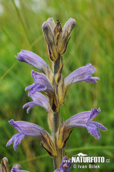 Orobanche pourprée - Phélipée bleue