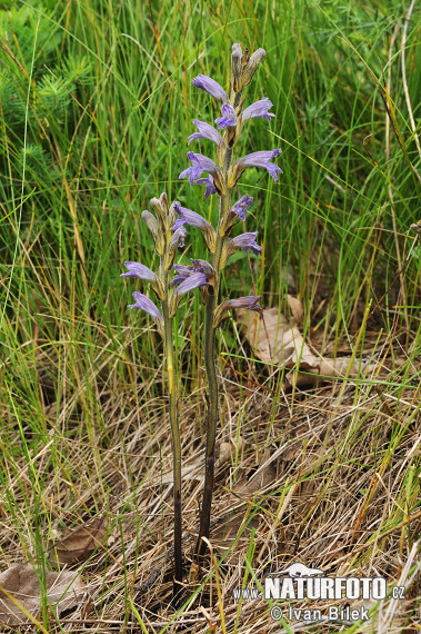 Orobanche pourprée - Phélipée bleue