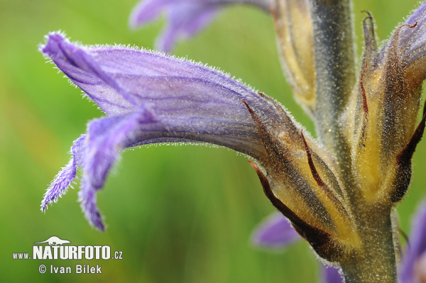 Orobanche pourprée - Phélipée bleue