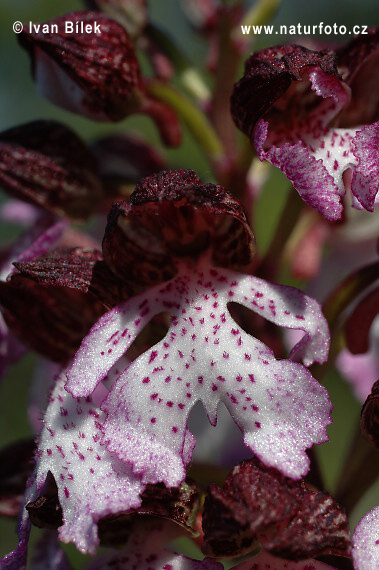 Orquídea de dama