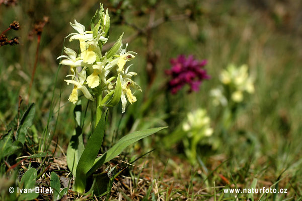 Orquídea sáuco