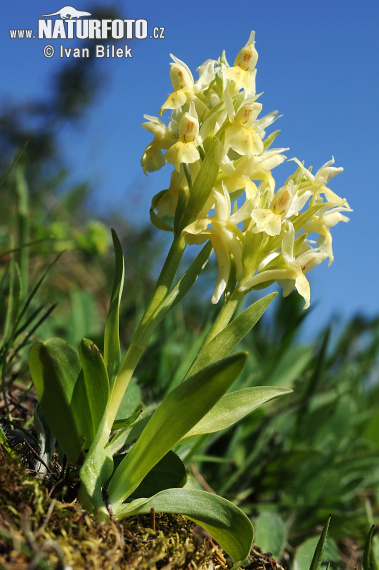 Orquídea sáuco