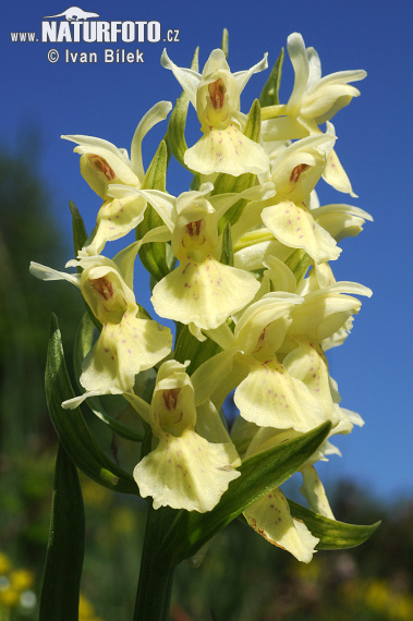 Orquídea sáuco
