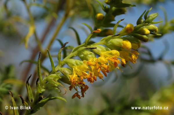 Orthantha lutea