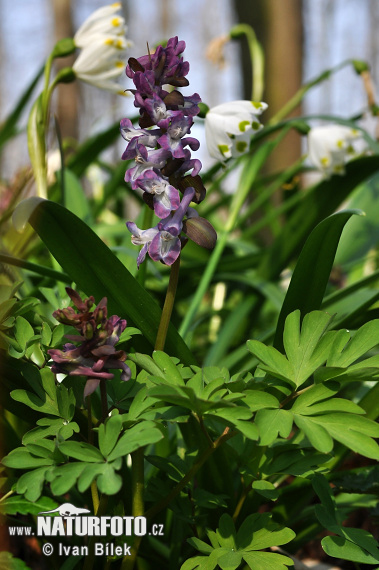 orydalis bulbosa var. cava L. S