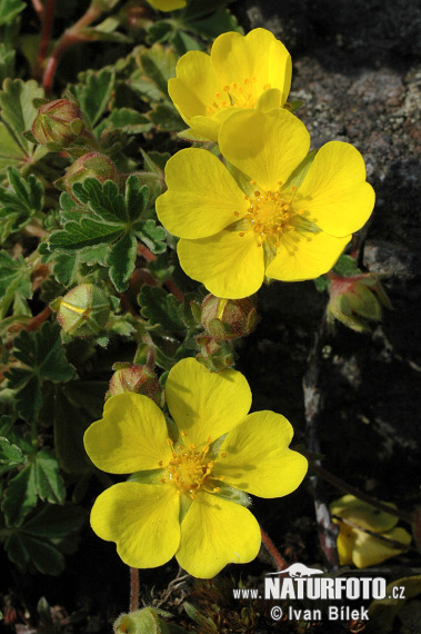 otentilla incana G., M. et Sch.