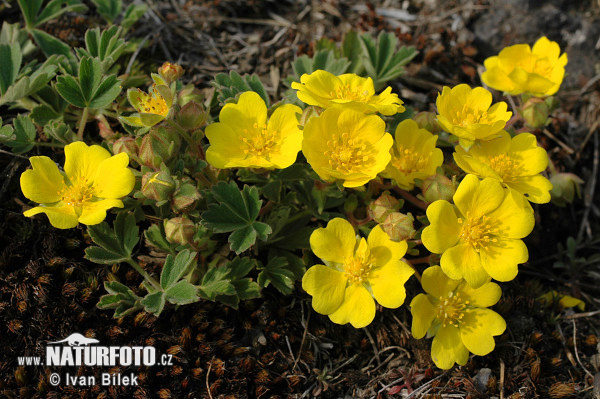 otentilla incana G., M. et Sch.