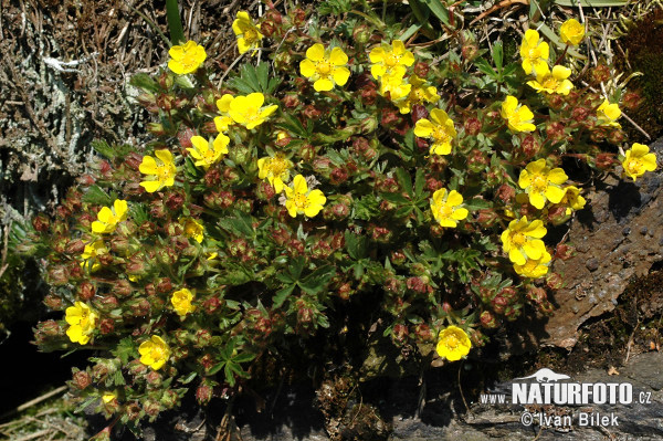 otentilla neumanniana