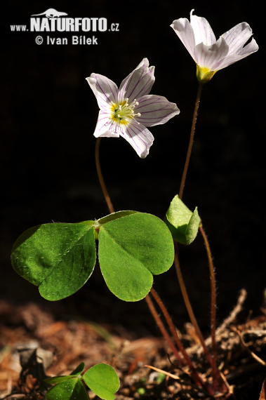 Oxalis acetosella