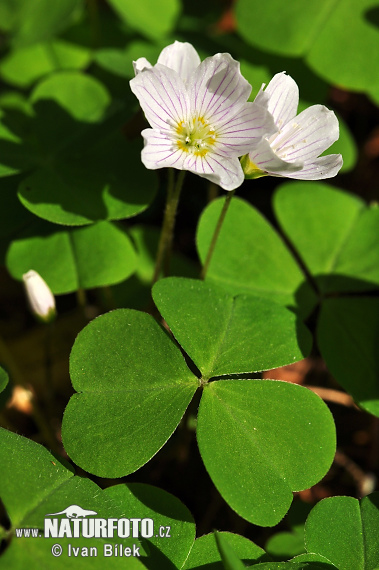 Oxalis acetosella