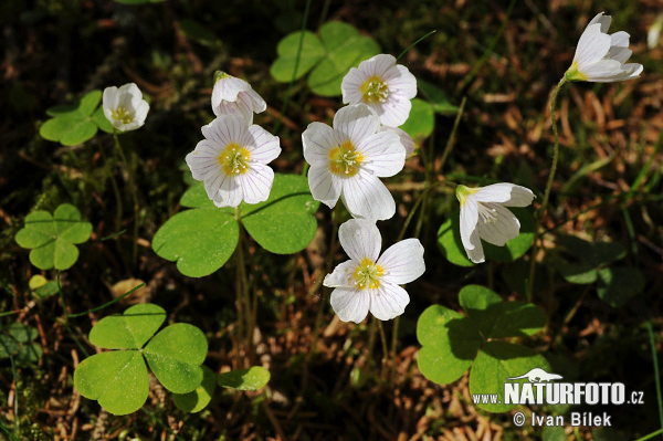 Oxalis acetosella