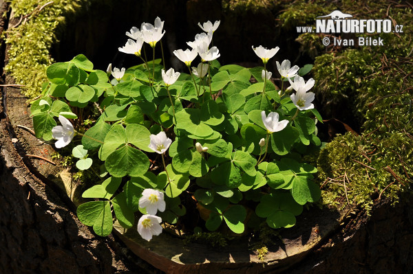 Oxalis acetosella