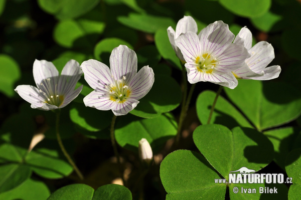 Oxalis petite oseille