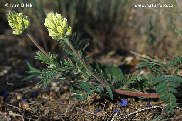 Oxytropis pilosa