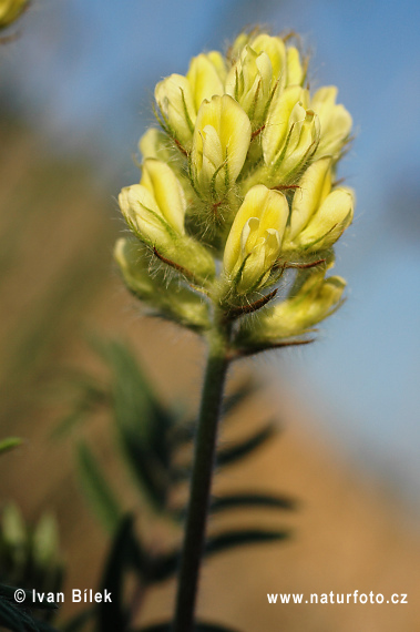 Oxytropis pilosa