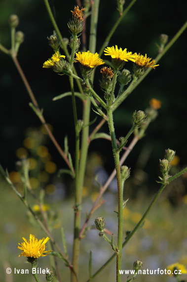 Paprastasis kartylis