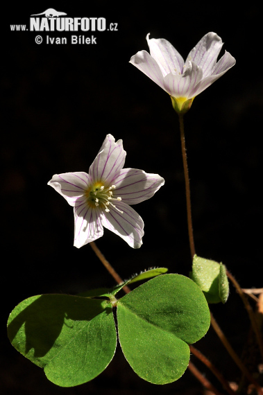 Paprastasis kiškiakopūstis