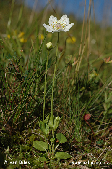 Parnassia palustris