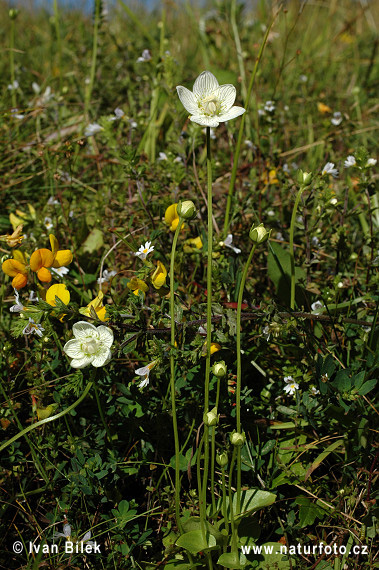 Parnassia palustris